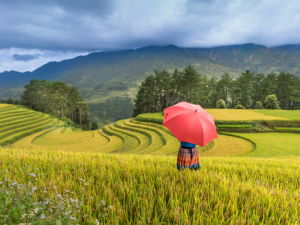 沙坝拥有壮丽的山景、宁静的乡村风光和标志性的梯田，是越南最受欢迎的旅游目的地之一。