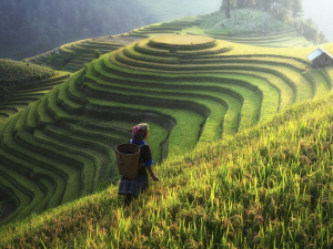 沙坝是越南北部令人惊叹的山地旅游胜地，以壮丽的梯田、云雾缭绕的自然景观和丰富多彩的少数民族文化而闻名。