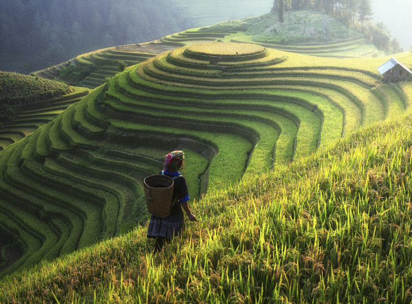 沙坝是越南北部令人惊叹的山地旅游胜地,以壮丽的梯田、云雾缭绕的自然景观和丰富多彩的少数民族文化而闻名。